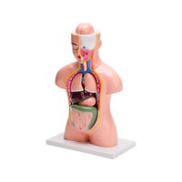 Buy Human Torso Small 9 Parts – Educational Anatomy Model for Science Labs