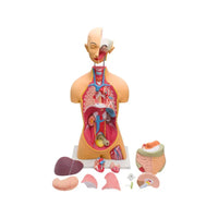 Buy Human Torso Model – Life-Size Educational Anatomy Model for Schools & Labs