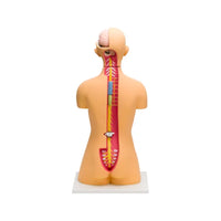Buy Human Torso Model – Life-Size Educational Anatomy Model for Schools & Labs