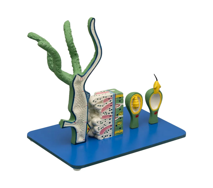 HYDRA & FRESH WATER PULP