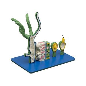 ALT Tags for Product Images:

"Prepared slide of Hydra tissue for biology labs"

"Microscopic view of freshwater Hydra on glass slide"

"ESAW Hydra fresh water pulp slide for school labs"