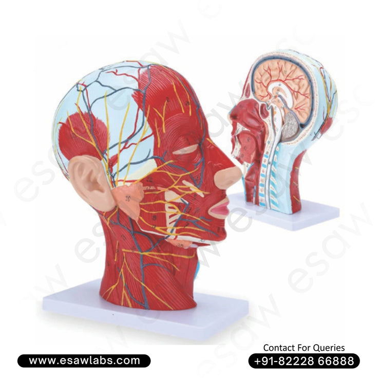 Half Head Anatomical Model | Life-Size Human Head &amp; Neck Model | Buy from ESAW India