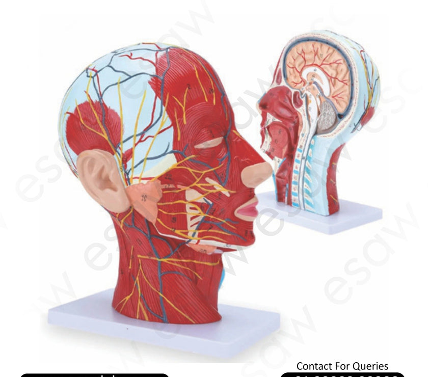 Half Head Anatomical Model | Life-Size Human Head &amp; Neck Model | Buy from ESAW India