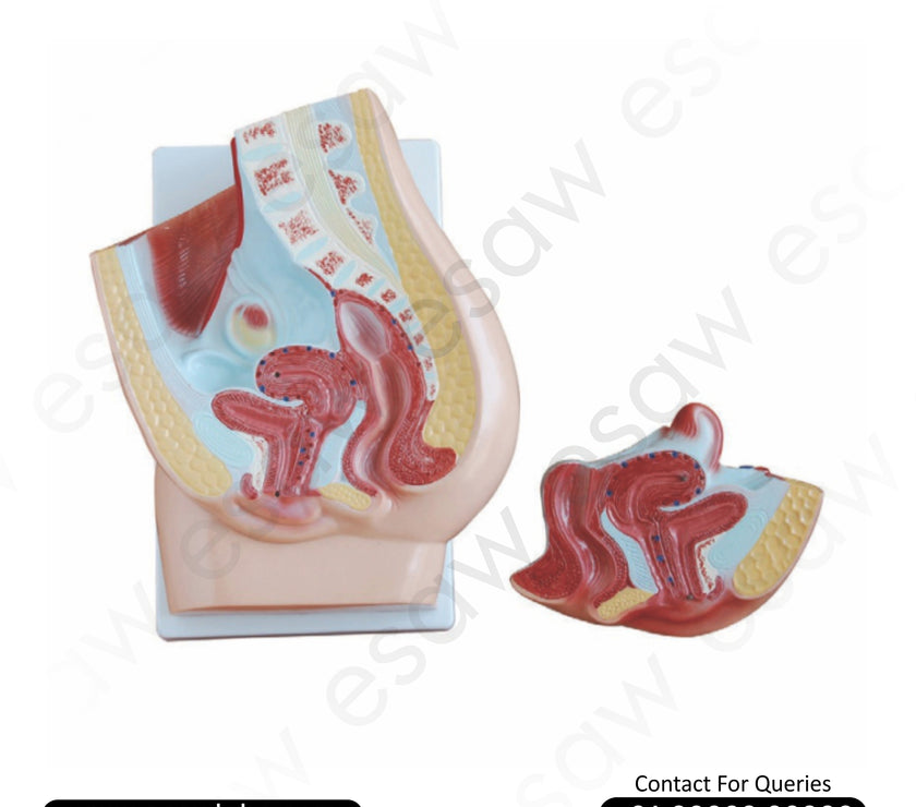 Human Female Pelvis Section Anatomical Model (2 Parts) – Premium Quality for Medical Education