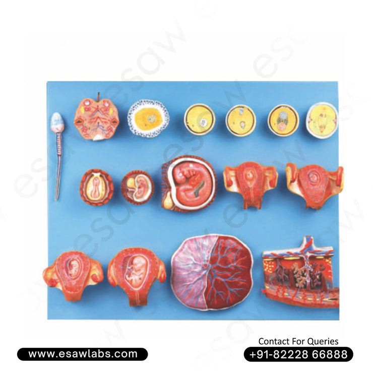 Human Fertilization and Early Embryogeny Model – Complete Pregnancy Development Anatomy Teaching Tool