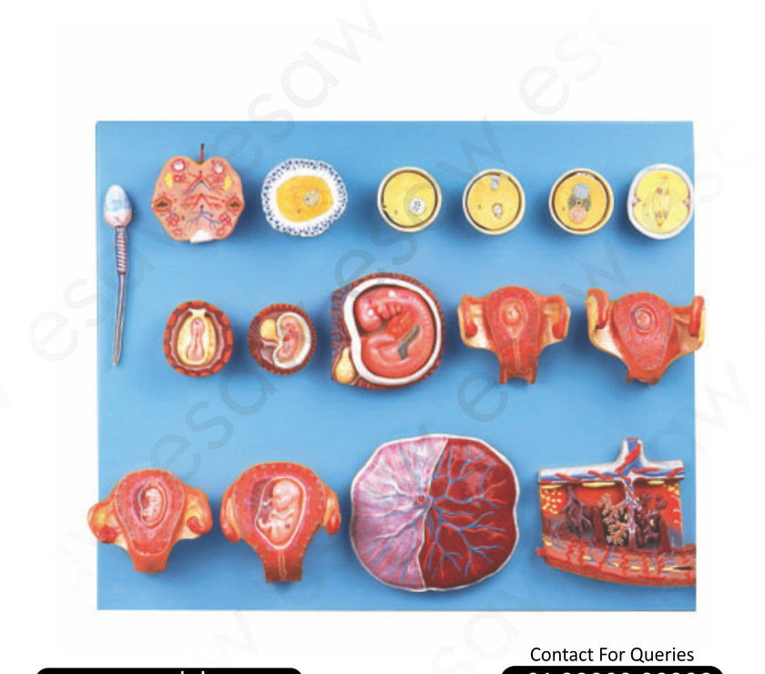 Human Fertilization and Early Embryogeny Model – Complete Pregnancy Development Anatomy Teaching Tool