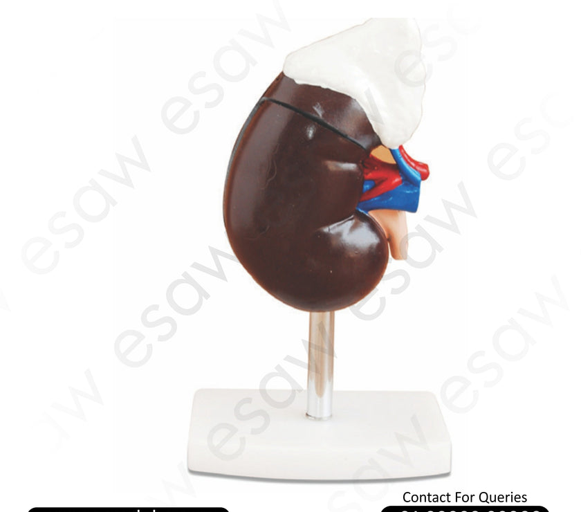 Human Kidney with Adrenal Gland Model – Life-Size Anatomical Model for Medical Study &amp; Education