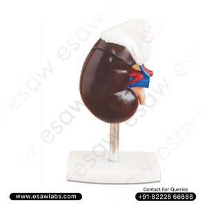 Human Kidney with Adrenal Gland Model – Life-Size Anatomical Model for Medical Study &amp; Education