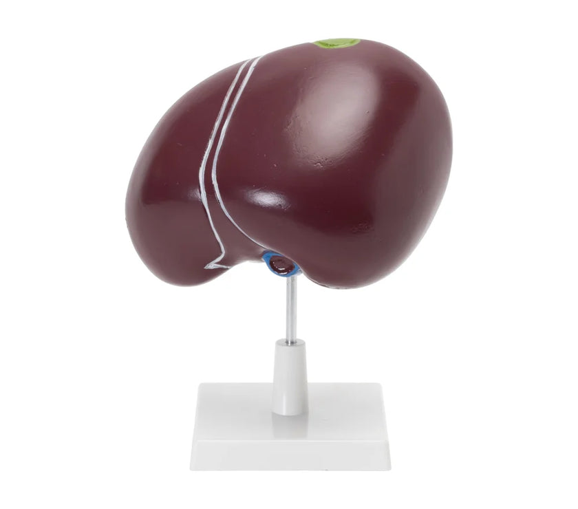 Image ALT Tags:

"Human liver and gallbladder model for medical colleges"

"PVC anatomical liver model for biology classroom"

"Export quality liver teaching aid from India"