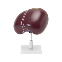 Image ALT Tags:

"Human liver and gallbladder model for medical colleges"

"PVC anatomical liver model for biology classroom"

"Export quality liver teaching aid from India"