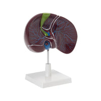 Buy Human Liver with Gallbladder Model – Detailed Teaching Tool for Medical & Science Labs