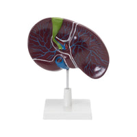 Buy Human Liver with Gallbladder Model – Detailed Teaching Tool for Medical & Science Labs