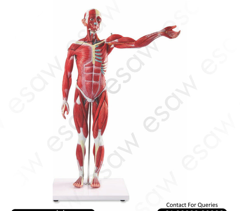 Human Muscle Model – Male | 27 Parts | 80CM Life-Size Anatomy Model | Buy from ESAW India