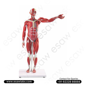 Human Muscle Model – Male | 27 Parts | 80CM Life-Size Anatomy Model | Buy from ESAW India