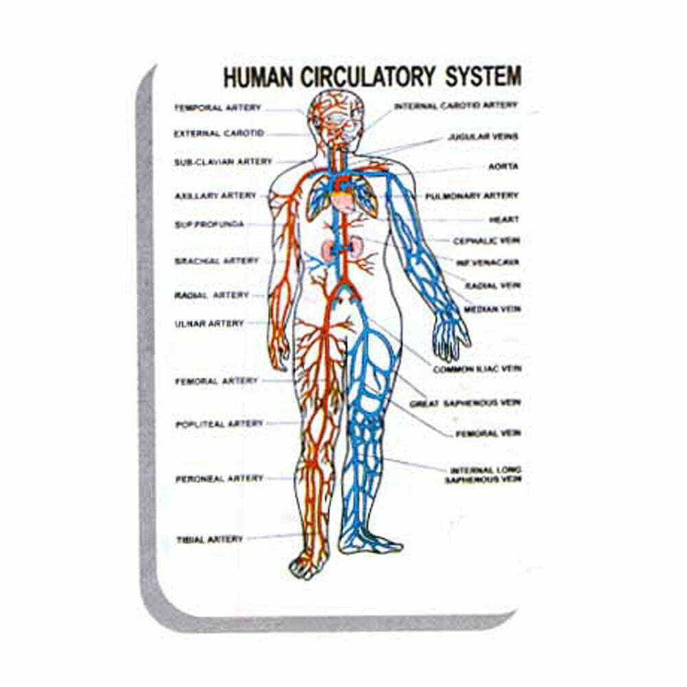 Image ALT Tags:

“Human Physiology Chart for Biology Classroom”

“Medical Wall Poster of Human Body Systems”

“Educational Anatomy Chart Set for Nursing Colleges”

“ESAW Laminated Human Physiology Charts for Labs”