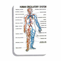 Image ALT Tags:

“Human Physiology Chart for Biology Classroom”

“Medical Wall Poster of Human Body Systems”

“Educational Anatomy Chart Set for Nursing Colleges”

“ESAW Laminated Human Physiology Charts for Labs”