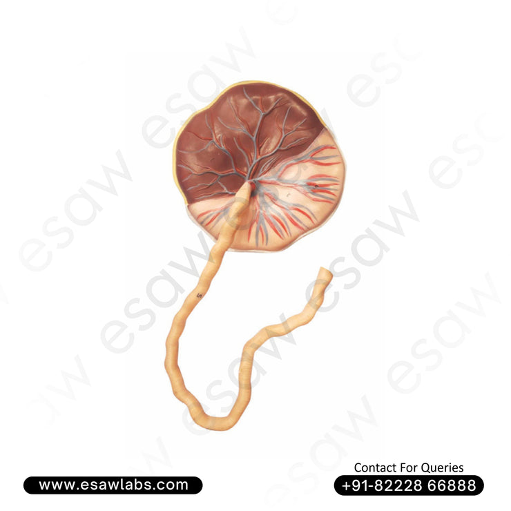 Human Placenta Model with Umbilical Cord – Life-Size Dual-Sided Fetal &amp; Maternal Anatomy Model