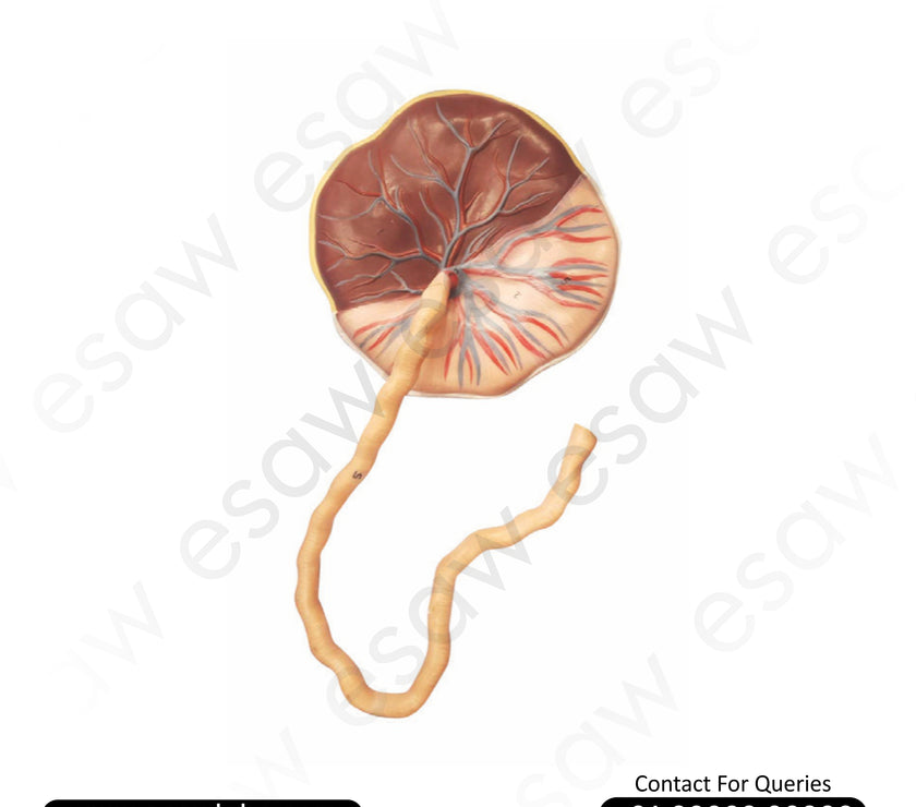 Human Placenta Model with Umbilical Cord – Life-Size Dual-Sided Fetal &amp; Maternal Anatomy Model