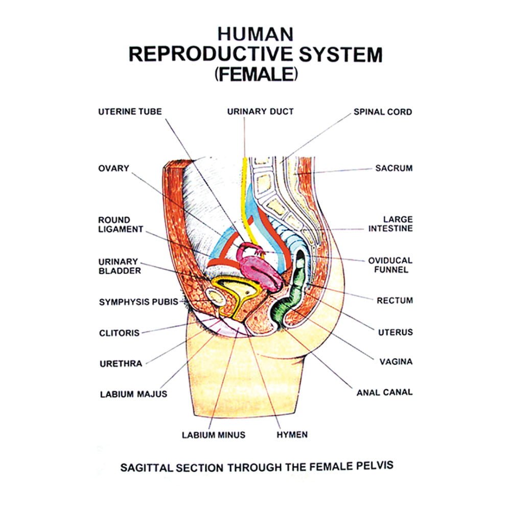 🖼️ Image ALT Tags:

"Human Reproduction Chart for Biology Classroom"

"Educational Reproductive System Charts for Medical Training"

"Laminated Male and Female Reproduction Diagrams for Students"

"Best Reproduction Chart Set for Schools and Colleges in India"