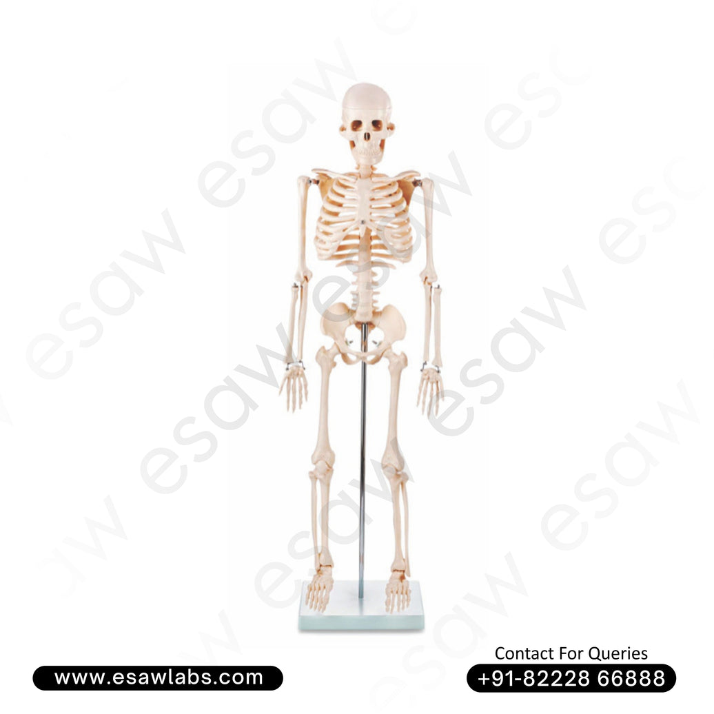 Human Skeleton Model 85CM