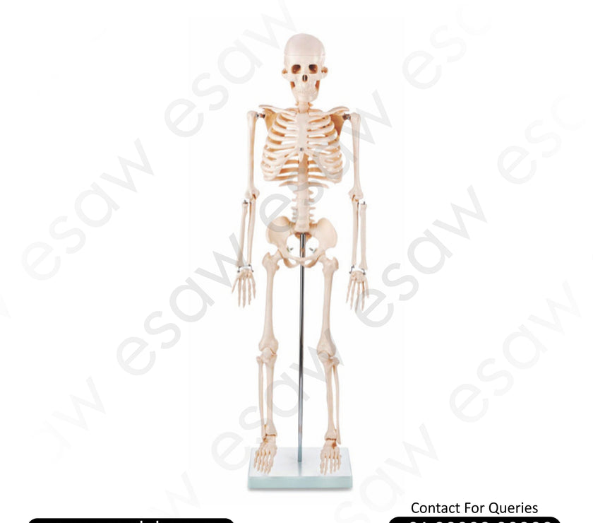 Human Skeleton Model 85CM