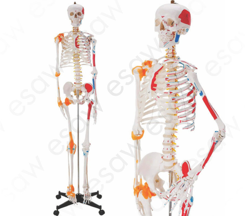 Human Skeleton Life Size Articulated