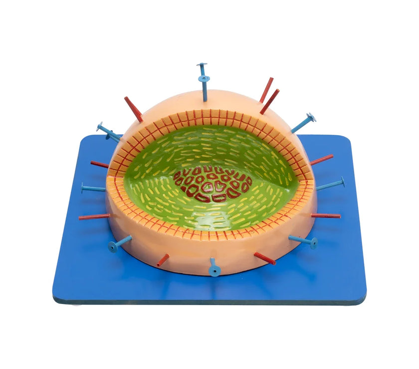 Flu Cell Model Buy Influenza Virus Model – Enlarged 3D Viral Structure for Biology La