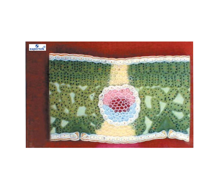 🖼️ Image ALT Tags for SEO &amp; Accessibility:

"Isobilateral Leaf T.S. Model for Plant Anatomy Classrooms"

"Science Lab Isobilateral Leaf Model for Schools and Colleges"

"Monocot Leaf Transverse Section Model for Biology Students"