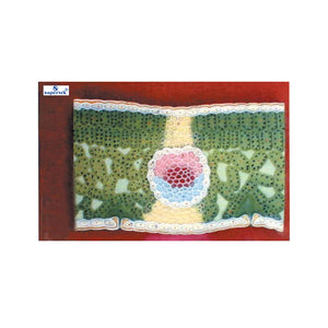 🖼️ Image ALT Tags for SEO &amp; Accessibility:

"Isobilateral Leaf T.S. Model for Plant Anatomy Classrooms"

"Science Lab Isobilateral Leaf Model for Schools and Colleges"

"Monocot Leaf Transverse Section Model for Biology Students"