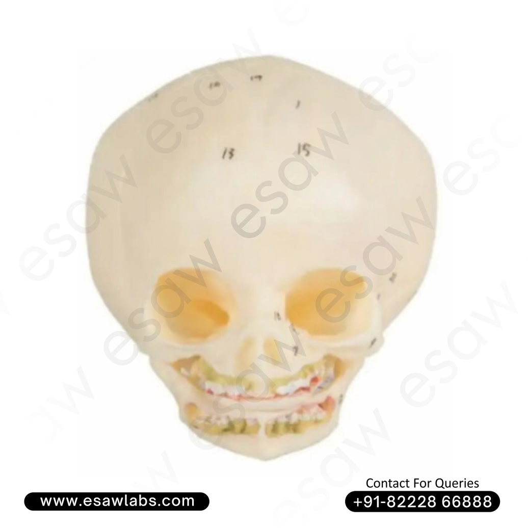 Infant Skull Model