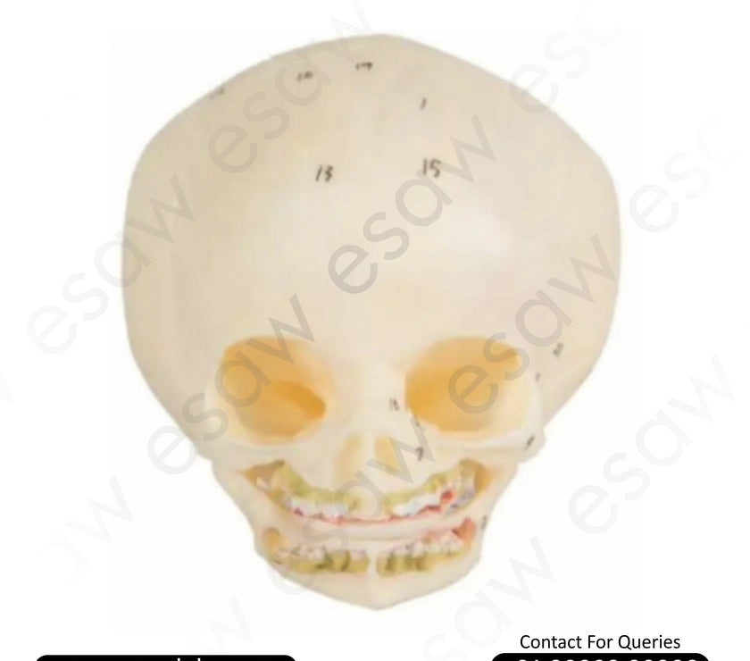 Infant Skull Model