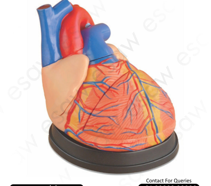❤️ Buy Jumbo Heart Model – 4x Enlarged, 3-Part Dissectible Human Heart Anatomy Model | ESAW India