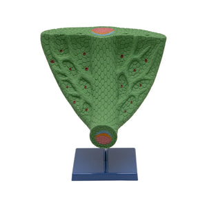 🖼️ Image ALT Tags for SEO &amp; Accessibility:

"Leaf Anatomy Cross Section Model for Science Lab"

"Educational Leaf Tissue Model for Biology Classroom"

"Plastic Leaf Anatomy Model for Schools and Colleges"