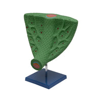 Buy Leaf Anatomy Model – Best Teaching Tool for Plant Science Labs