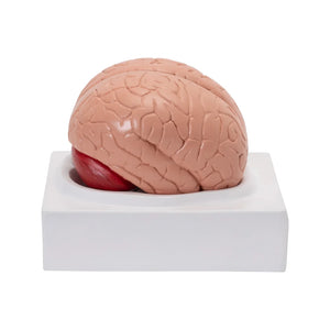 🖼 Image ALT Tags:

"Life-Size Human Brain Model for Medical Students"

"2-Part Brain Anatomical Model for Schools and Colleges"

"ESAW India Human Brain Teaching Tool for Anatomy Labs"