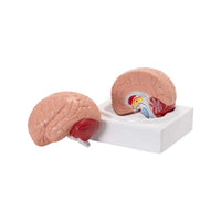 Buy Life-Size Human Brain Model – 2-Part Anatomical Tool for Medical Training