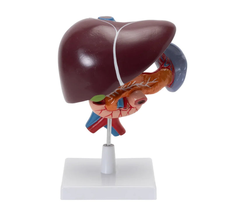 LIVER, PANCREAS & DUODENUM MODEL