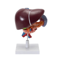 Image ALT Tags:

"Liver pancreas duodenum anatomy model for medical lab training"

"Digestive system educational model with liver and pancreas"

"PVC anatomical lab model for biology and nursing students"