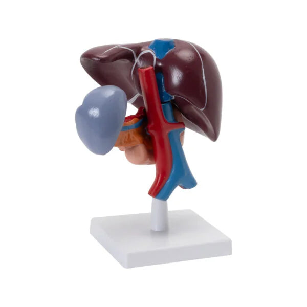 LIVER, PANCREAS & DUODENUM MODEL