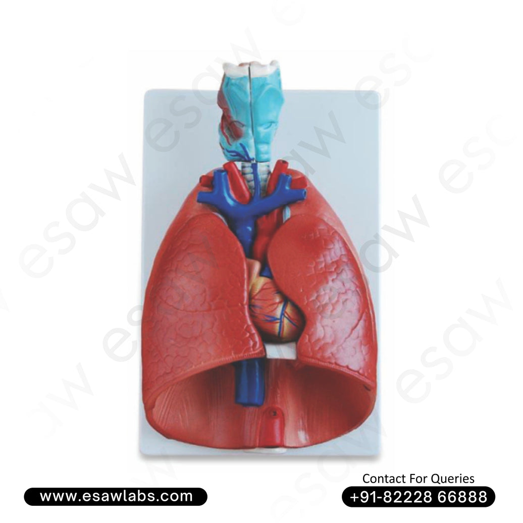 🫀Buy Larynx, Heart &amp; Lung Anatomical Model – Life-Size, 7-Part Dissectible PVC Model | ESAW India