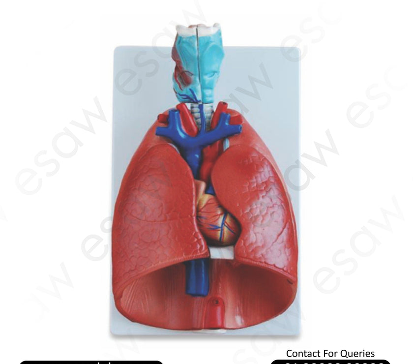 🫀Buy Larynx, Heart &amp; Lung Anatomical Model – Life-Size, 7-Part Dissectible PVC Model | ESAW India