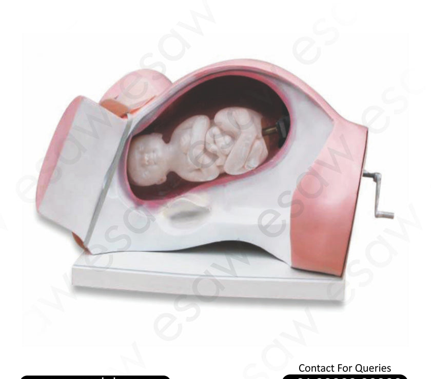 Leopold Maneuvers Simulator – Realistic Model for Obstetric Delivery Training