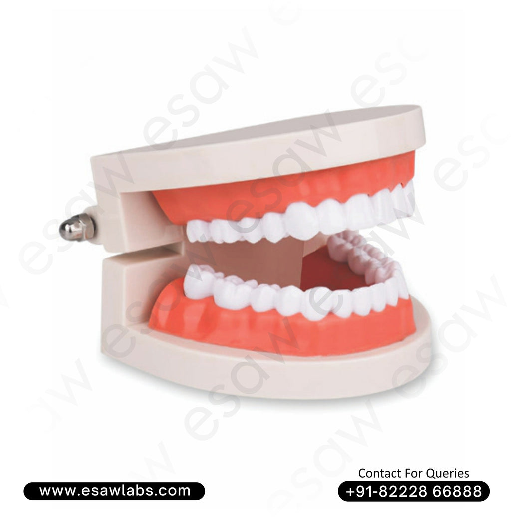 Life-Size Dental Care Model (28 Teeth) – Realistic Jaw &amp; Teeth Teaching Tool for Oral Hygiene Education