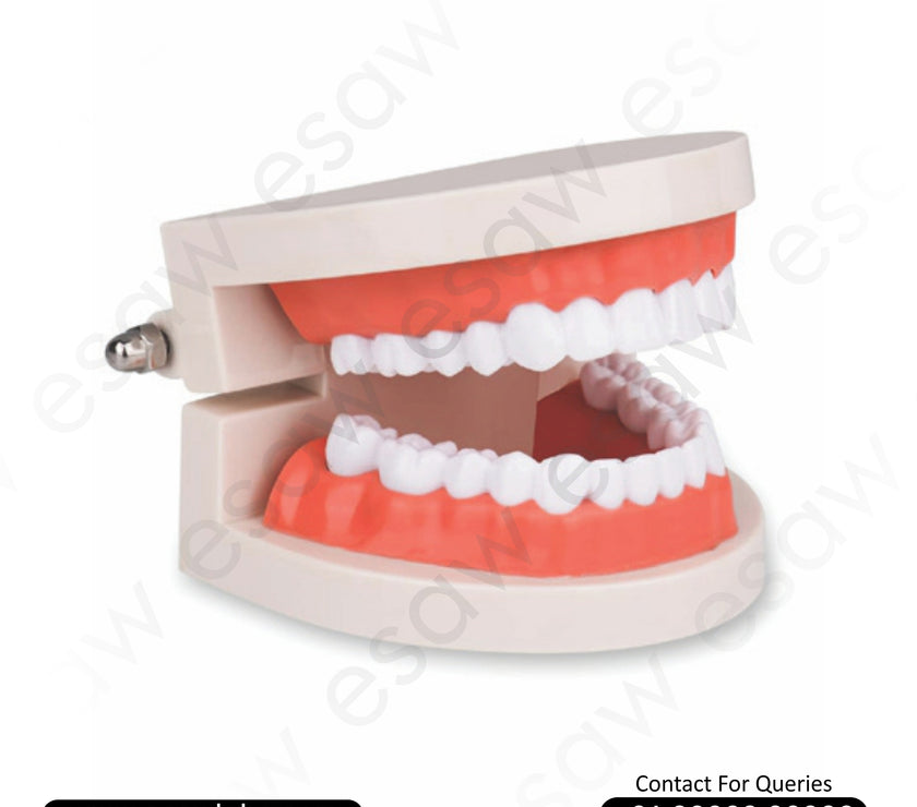 Life-Size Dental Care Model (28 Teeth) – Realistic Jaw &amp; Teeth Teaching Tool for Oral Hygiene Education