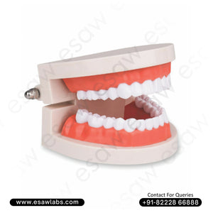Life-Size Dental Care Model (28 Teeth) – Realistic Jaw &amp; Teeth Teaching Tool for Oral Hygiene Education