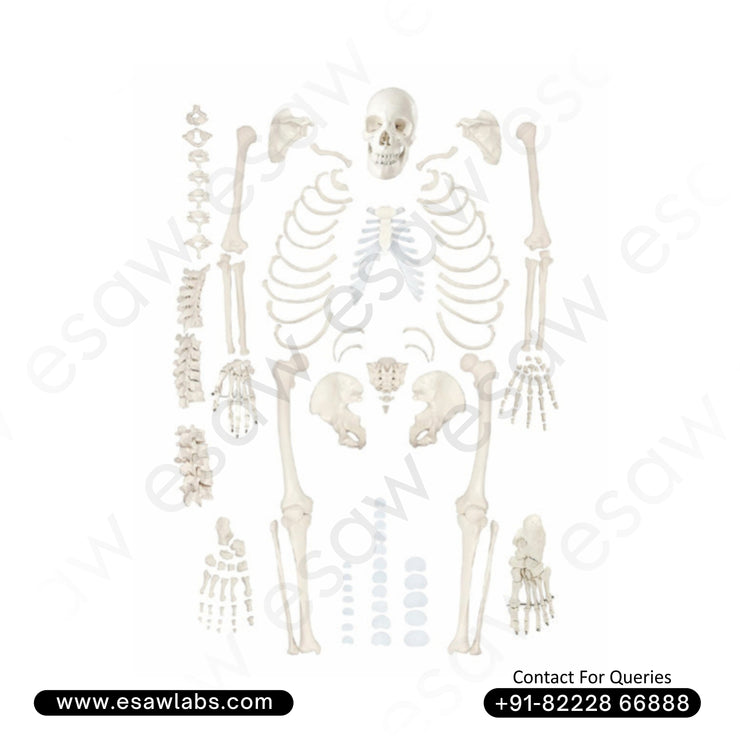 Life-Size Disarticulated Skeleton Model with Skull – Premium PVC