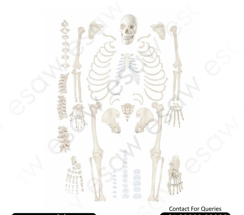 Life-Size Disarticulated Skeleton Model with Skull – Premium PVC