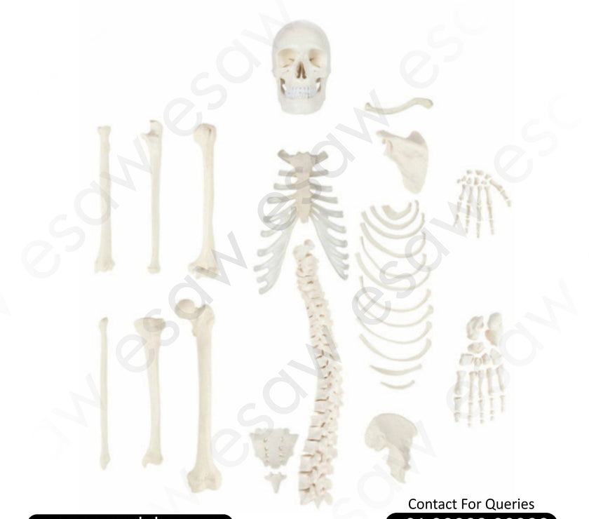 Life-Size Half Disarticulated Skeleton Model with Skull (Uni-Lateral)ESAW-DS61