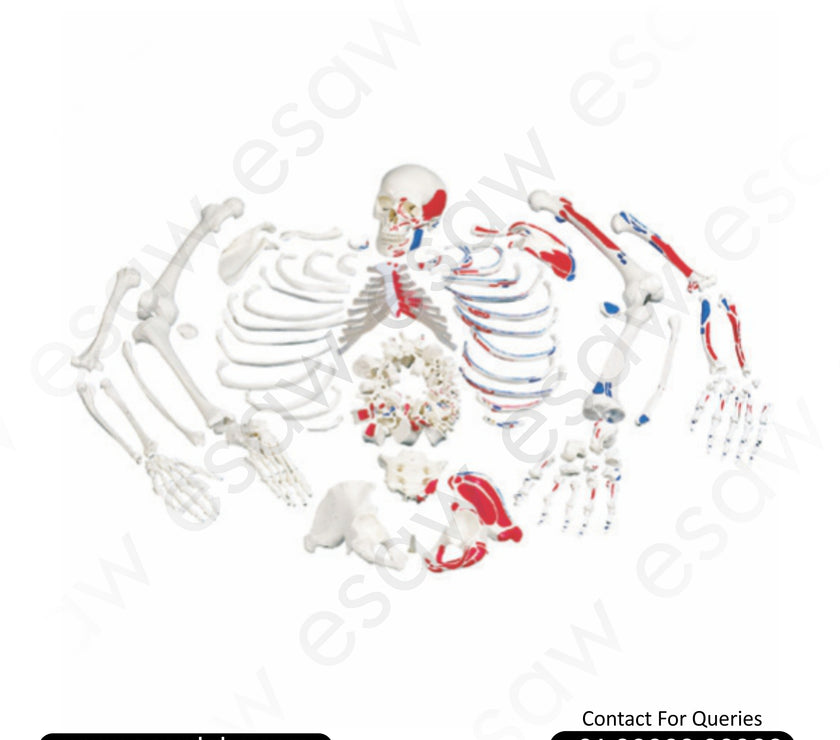 Life-Size Disarticulated Skeleton with Skull – One Side Painted (ESAW-DS60)