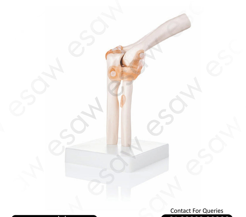 Life-Size Elbow Joint Model  | Human Anatomy Educational Model